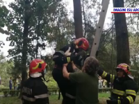 Motanul Bebe, salvat de pompieri după ce nu s-a mai putut da jos din copac