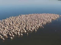 Imagini impresionante. Sute de pelicani au format o insulă vie la Galați, înainte de a zbura în țările calde