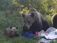 Au chemat jandarmii pe munte, de frica unor caini. Ce a patit ciobanul
