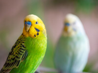 Oamenii care au papagali se plâng că nu pot lucra de acasă din cauza gălăgiei: „Pasărea mea urlă, cum o opresc?”