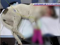 Câine împușcat în plină stradă, în Suceava. ”Putea fi împușcat un om, un copil”