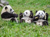 Petrecere la un centru de conservare a urşilor panda din provincia chineză Sichuan
