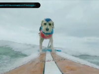 Concurs în California. S-a acordat premiul pentru cel mai bun câine care face surf