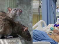 Trupul unui bărbat mort de Covid-19, mâncat de șobolani într-un spital din India