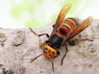 Bărbat decedat după ce fost înțepat de un roi de viespi asiatice uriașe. Acestea sunt „canibale” cu propria specie