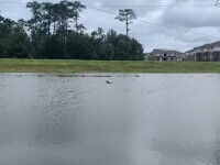O familie din Louisiana s-a trezit cu un delfin lângă casă, în urma inundațiilor provocate de uraganul Ida. VIDEO