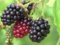 Beneficiile zmeurei: vitaminele și valorile nutriționale ale fructelor mici și aromate