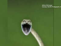 Un şarpe ce pare că râde în hohote sau o rață care joacă de-a v-ați ascunselea. Imaginile finaliste la un concurs inedit