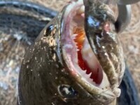 Un bărbat care pescuia a prins un pește cu gura plină de colți. Cum a ajuns acolo. VIDEO