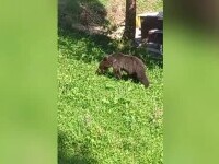 Un pui de urs a ajuns în gospodăria unui jandarm din Dâmbovița