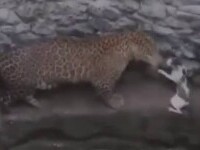 În căutare de apă, un leopard și o pisică au ajuns într-o fântână. Incredibil cum s-a încheiat întâlnirea dintre feline