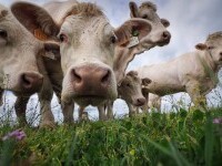 Fermele de vaci, monitorizate prin satelit. Fermierii își pot localiza vitele cu telefonul mobil, prin GPS