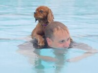 Petrecere inedită pentru câini într-o piscină istorică din Marea Britanie: ”Mă simt ca un părinte mândru. Cred că i-a plăcut”