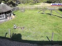 O capră și un cocoș au sărit în ajutorul unei găini care fusese atacată de un șoim. VIDEO