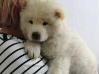 O femeie a rămas fără cățelușa de rasă, în Iași. Hoții i-au luat-o din brațe, dar a fost găsită după 7 săptămâni