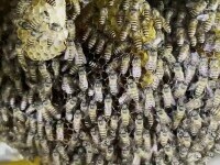 Stup de albine uriaș, descoperit în bucătăria unui restaurant. Motivul pentru care nu vor fi înlăturate. GALERIE FOTO