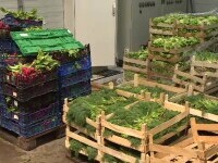 Tinerii care vor să fie fermieri pot primi 70.000 de euro ajutor. Ce trebuie să facă