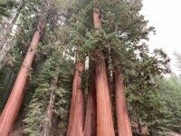 Cel mai mare copac din lume, amenințat de incendiile de vegetație din SUA. Cum se încearcă protejarea arborilor sequoia