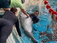 Delfinul Chen-Chen, de la Delfinariul din Constanța, s-a îmbolnăvit