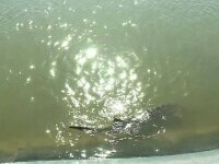 Repopularea Dunării cu sturioni a fost un succes. Unde a fost prins nisetru aruncat în fluviu în 2015