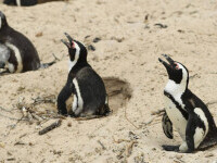 Zeci de pinguini, găsiți morți pe o plajă. Ce s-a întâmplat