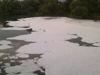 Poluare masivă pe râul Olt: “No, stai să vezi ce vine. Na, faună! Na, sănătate!”