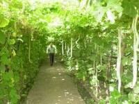 Leguma cu formă de șarpe, miros de pâine caldă și gust de tomate, obținută în Buzău. VIDEO