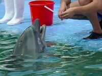 Delfinul Chen Chen, de la Delfinariul din Constanța, nu are COVID-19. Diagnosticul pus de specialiști