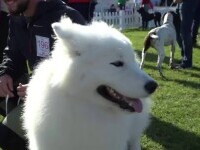 Concurs de frumusețe canină la Sebeș. Ce câini sunt ”alarme wireless permanente” și cât costă ceele mai reușite patrupede