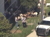 Imagini incredibile surprinse în SUA. O turmă de capre a ieșit la păscut într-un cartier din Atlanta