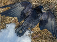 Sute de corbi au căzut din cer, într-o localitate din Rusia. Oamenii vorbesc de scene apocaliptice