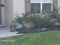 aligator tomberon