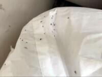 Gândaci și muște printre bezele, prăjituri şi covrigei. Amenzi substanțiale date de OPC la Timișoara