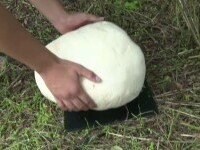 ciuperci gigant