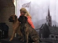 Concurs de frumusețe canină la Târgu Mureș. Au participat 900 de câini din 40 de țări
