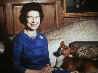 Regina Elisabeta a II-a și câinii corgi - 17