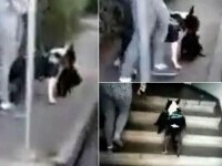 Femeie din Târgu Jiu, filmată ținând în lesă un Bull-Terrier care are în gură un cățel ucis. Poliția a început o anchetă