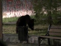 Bărbatul sfâșiat de urs în Buzău era în realitate un braconier care atacase animalul. Ce au mai descoperit polițiștii
