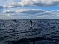 Delfinii fac spectacol în fața turiștilor: ”Pescuiesc, se joacă, ne studiază”. Motivul pentru care sunt atât de jucăuși