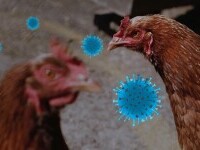 Gripa aviara