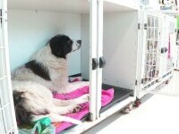 Un câine a fost împușcat cu alice pe stradă și abandonat într-un șanț, în Alba. „I-a provocat paralizie”