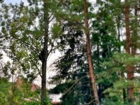 Ursul s-a suit în copac, în curtea liceului din Miercurea Ciuc. A fost împușcat pe loc | FOTO
