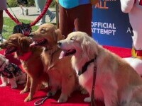 Record pentru cei mai mulți câini prezenți la o proiecție de film. „Patrula Cățelușilor” va avea curând premiera în România