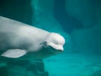 beluga