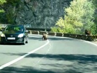 Relocarea urșilor pe Transfăgărășan a început. Care au fost primele animale mutate