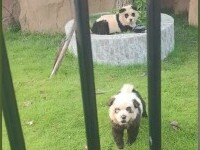 panda-caine