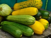 Zucchini