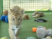 Proprietarul grădinii zoologice private din Suceava, unde doi copii au fost răniți de animale, s-a ales cu dosar penal