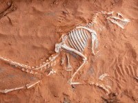 Misterul a doi pterosauri a fost descoperit de cercetători. Ce s-a întâmplat, mai exact, în urmă cu 150 de milioane de ani