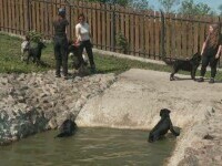 Ocupația de îngrijitor de câini devine oficial o meserie în România. Cei interesați vor urma cursuri acreditate